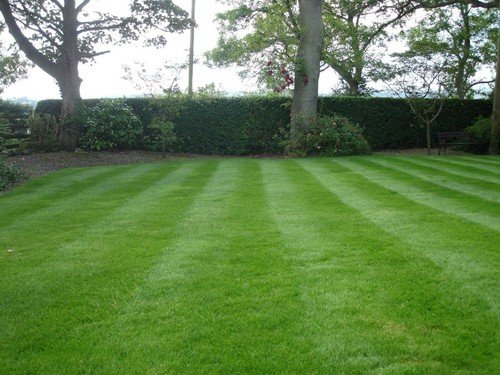 BEST 15-15-15 All purpose TRIPLE PRO lawn, garden, farm and food plot fertilizer