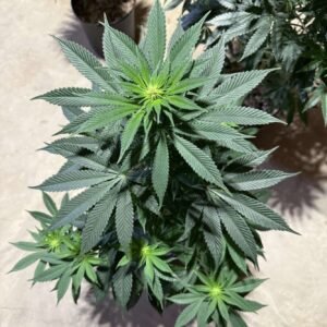 2 lb. Dutch Blend Weed Fuel 11-11-18 hydroponic fertilizer complete NPK Canna