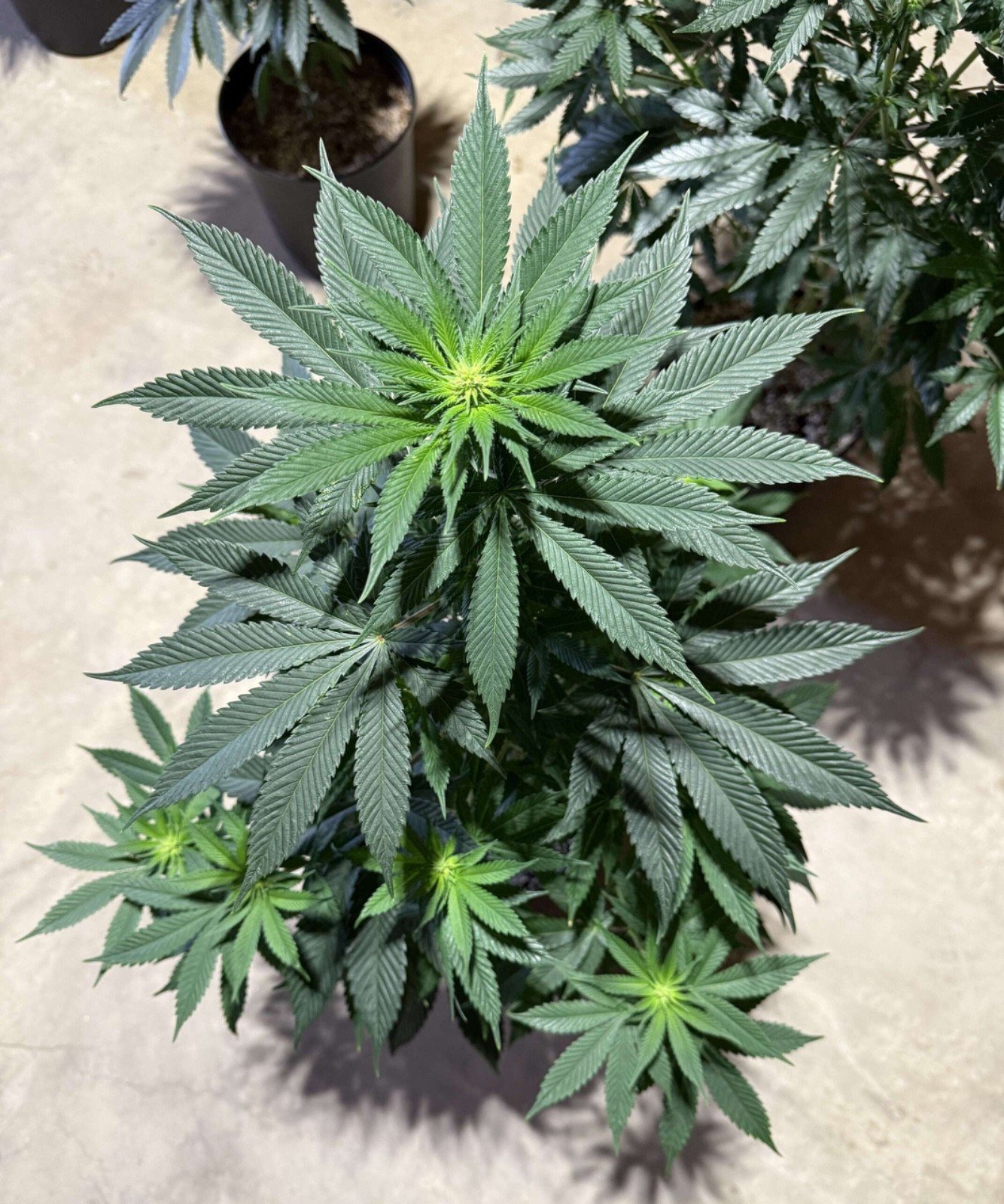 2 lb. Dutch Blend Weed Fuel 11-11-18 hydroponic fertilizer complete NPK Canna