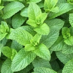 Mint Seeds 500++ spearmint seeds, Mentha spicata ,herb NON-GMO Heirloom Seeds US