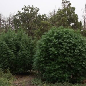 Supersoil By Mankind 5 Lb Concentrate