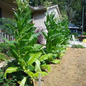 2,000 Tobacco Seeds - MICHIGAN GROWN! Organic, Heirloom, non-GMO