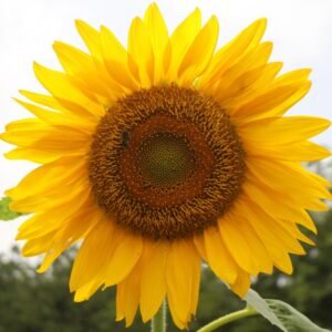 Giant Sunflower Seeds for Planting - Heirloom & Non-GMO - Mammoth Seeds