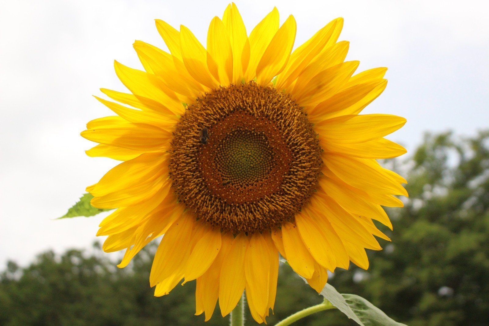 Giant Sunflower Seeds for Planting - Heirloom & Non-GMO - Mammoth Seeds