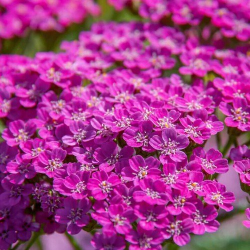 Cerise Queen Yarrow Seeds | Heirloom | Free Shipping | Flower Seeds | 1268