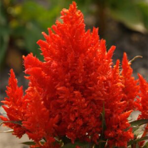 Pampas Plume Mix Celosia Seeds | Non-GMO | Free Shipping | Seed Store | 1277