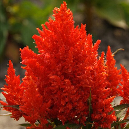 Pampas Plume Mix Celosia Seeds | Non-GMO | Free Shipping | Seed Store | 1277