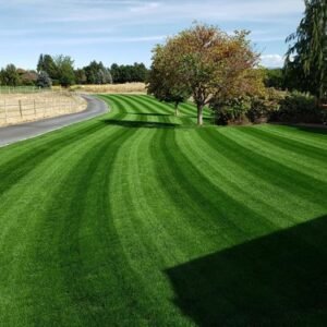 YARA Turf Royale Fertilizer 21-7-14 ALL SEASON LAWN Pro Fertilizer Prilled FAST