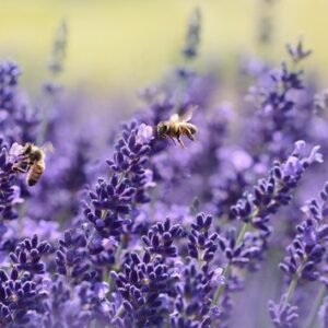 Lavender Seeds, Vera English, NON-GMO, Variety Sizes, FREE SHIPPING