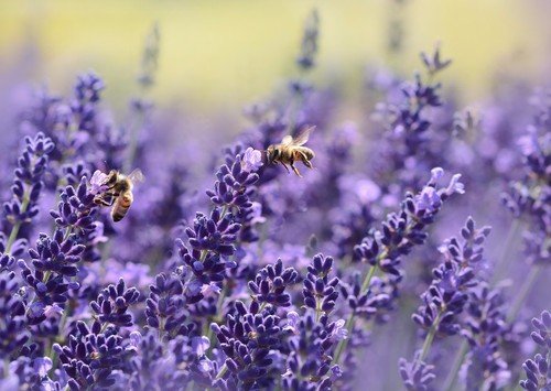 Lavender Seeds, Vera English, NON-GMO, Variety Sizes, FREE SHIPPING