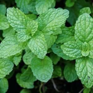 500+ Peppermint Seeds , NON-GMO, Aromatic Perennial, FREE SHIPPING