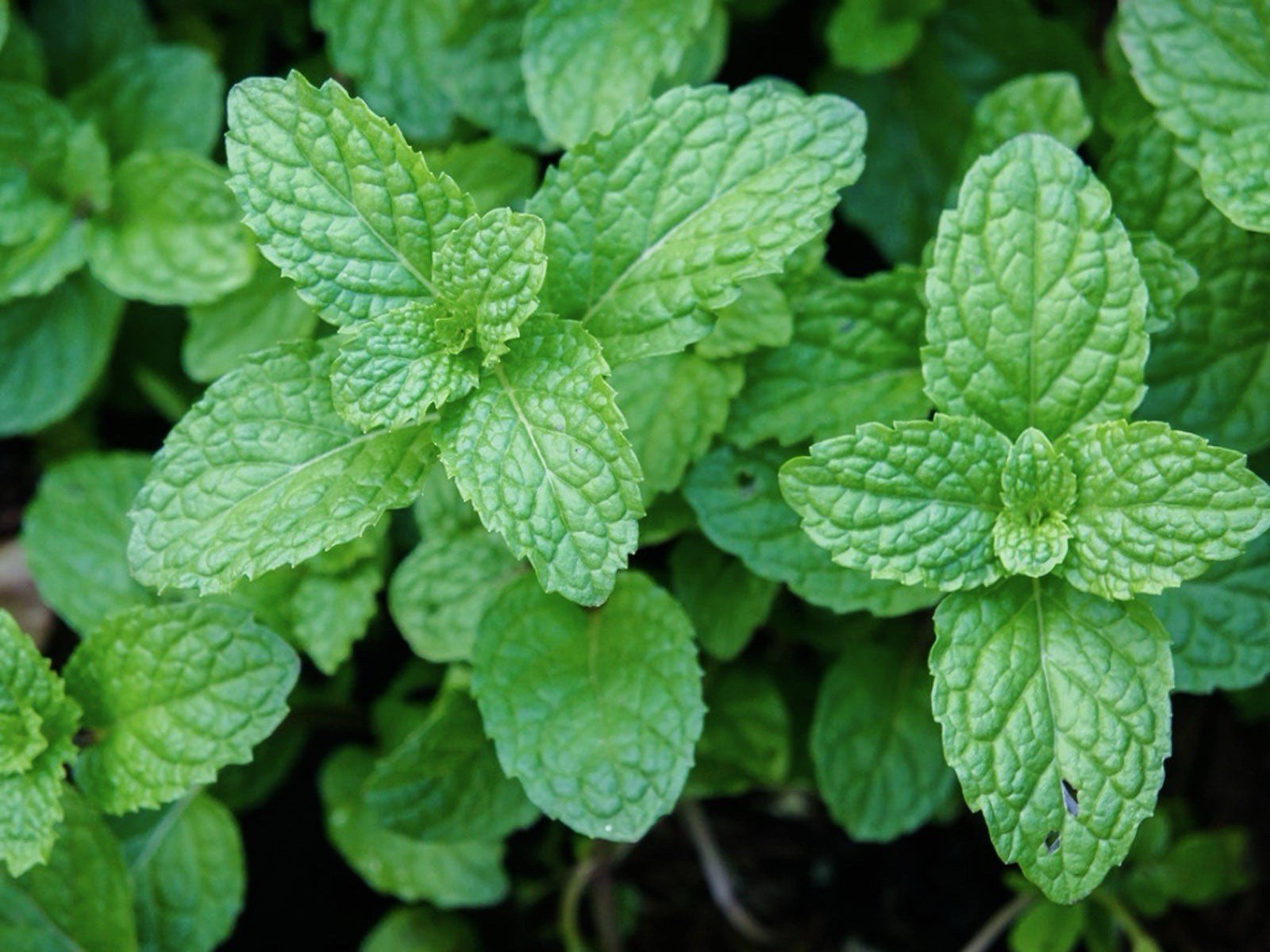 500+ Peppermint Seeds , NON-GMO, Aromatic Perennial, FREE SHIPPING