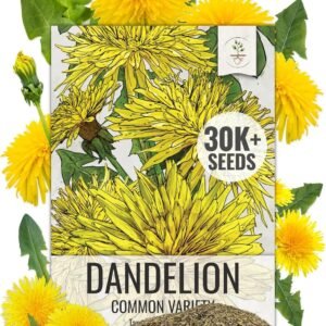 Common Dandelion Herb 30,000+ Seeds for Planting Non-GMO Heirloom & Untreated