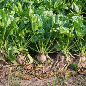 Sugar Beet Seeds, NON-GMO, Fodder Beet, Remolacha, Betterave, FREE SHIPPING