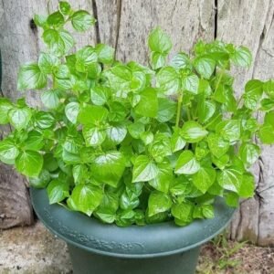 5000+ Crab Claw Seeds - Rau Cang Cua - Shiny Bush Seeds AKA. Peperomia Pellucida