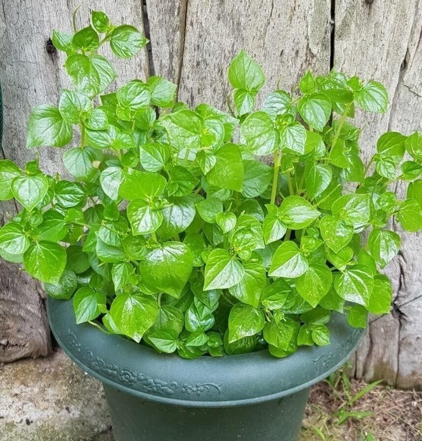 5000+ Crab Claw Seeds - Rau Cang Cua - Shiny Bush Seeds AKA. Peperomia Pellucida