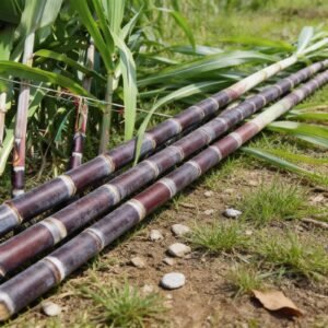 Sugar Cane Plant Seeds - 1000pcs - Perfect for Outdoor Garden Plot Planting