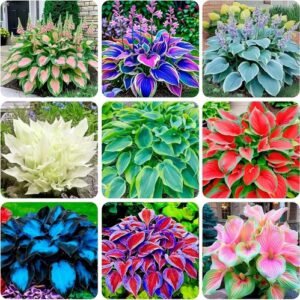310+ Mixed Color Hosta Seeds for Planting - Hostas Seeds Rare Perennial, Flower