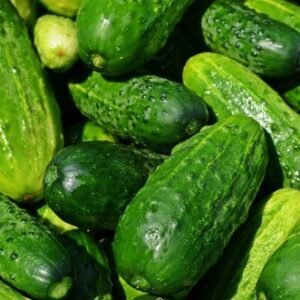 Spacemaster Cucumber Seeds, NON-GMO, Compact Cucumber Plant, FREE SHIPPING