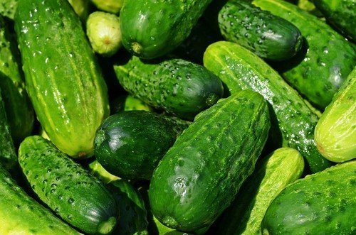 Spacemaster Cucumber Seeds, NON-GMO, Compact Cucumber Plant, FREE SHIPPING
