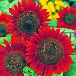 Sunflower Seeds for Planting- Vibrant Red Bulk Velvet Queen - Heirloom Non GMO