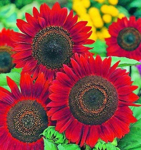 Sunflower Seeds for Planting- Vibrant Red Bulk Velvet Queen - Heirloom Non GMO