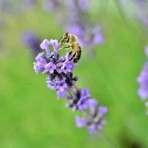 1200+ ENGLISH LAVENDER SEEDS 🌱 HEIRLOOM MOSQUITO REPELLENT HERB FREE SHIPPING