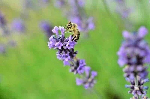 1200+ ENGLISH LAVENDER SEEDS 🌱 HEIRLOOM MOSQUITO REPELLENT HERB FREE SHIPPING