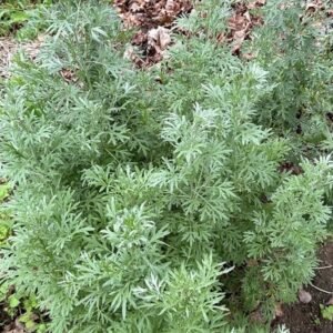 1000+ Absinthe Wormwood Seeds (Artemisia absinthium) | Perennial, NON-GMO