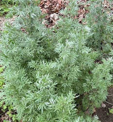 1000+ Absinthe Wormwood Seeds (Artemisia absinthium) | Perennial, NON-GMO