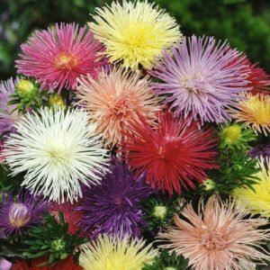 Nova Mix Aster Seeds | Heirloom / Non-GMO | Free Shipping | Flower Seeds | 1232