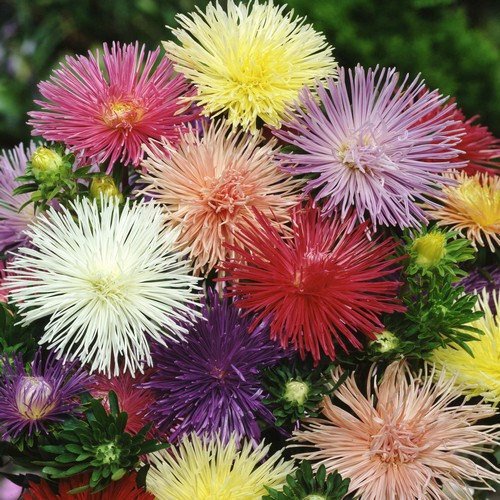 Nova Mix Aster Seeds | Heirloom / Non-GMO | Free Shipping | Flower Seeds | 1232