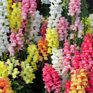 Magic Carpet Mix Snapdragon Seeds | Heirloom / Non-GMO | Free Shipping | 1201