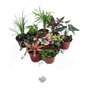 Terrarium & Fairy Garden Plants - 10 Plants in 2" pots New Product