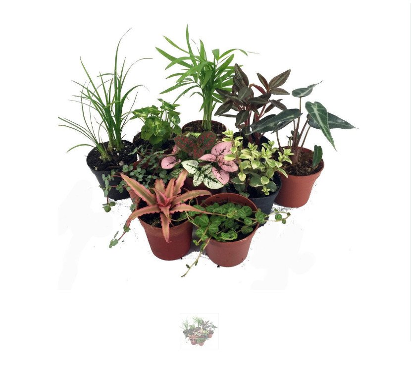 Terrarium & Fairy Garden Plants - 10 Plants in 2" pots New Product