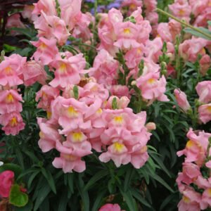 Appleblossom Snapdragon Seeds | Heirloom / Non-GMO | Free Shipping | 1202