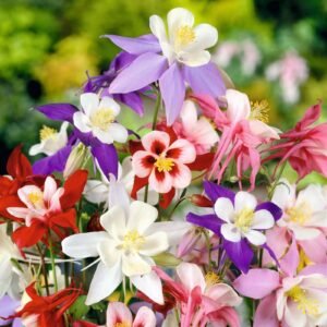 300+ COLUMBINE MCKANA GIANTS SEEDS |perennial FLOWER mixed COLORS FREE SHIPPING