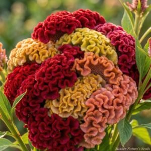 Cristata Mix Celosia Seeds | Non-GMO | Free Shipping | Seed Store | 1276