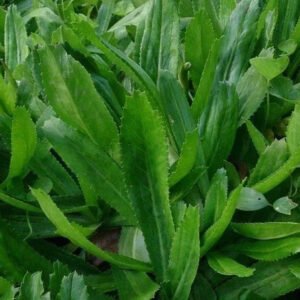 1000+ Culantro Seeds | recao | ngò gai Non-GMO Eryngium Foetidum Tropical Herb