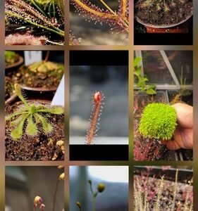 CARNIVOROUS PLANT SEEDS 100+ Seeds