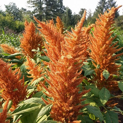 300 Amaranth Seeds | Heirloom I Non-GMO | Organic Free Shipping &Tracking