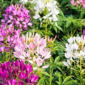 400+ Spider Plant Cleome Seeds **Fresh Seeds** ~~Free Shipping~~