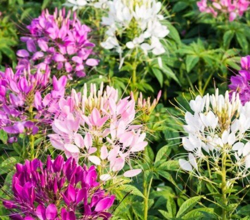 400+ Spider Plant Cleome Seeds **Fresh Seeds** ~~Free Shipping~~