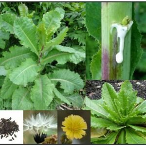 True Wild Lettuce Seeds - Lactuca virosa -
