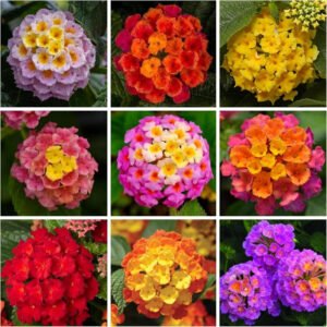 Lantana Flower Seeds for Planting - 300+ Mixed Color to Pink
