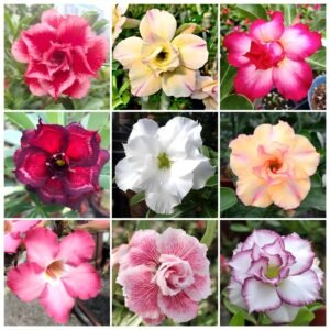 125+ Mixed Color Desert Rose Seeds for Planting - Adenium Obesum Succulent Seeds