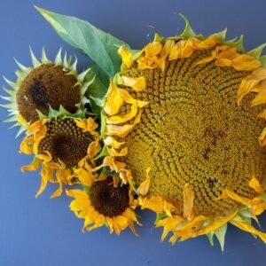 Mammoth Sunflower Seeds for Planting - Heirloom & Non-GMO Seeds