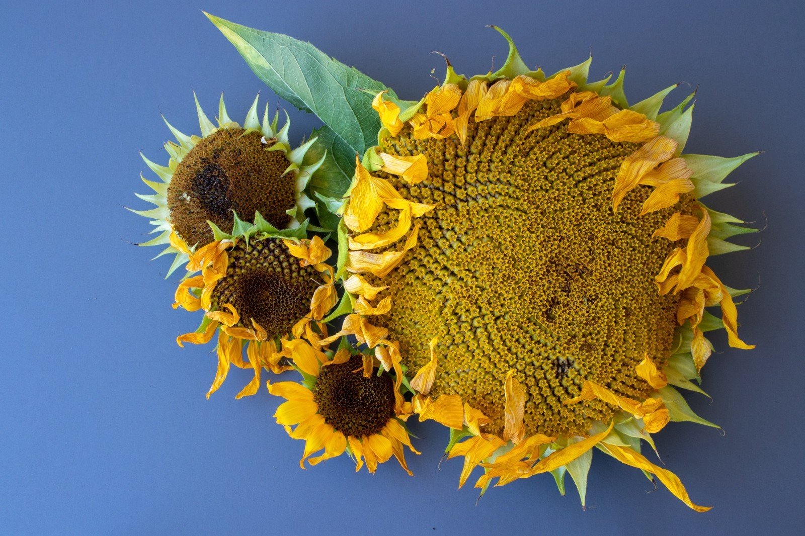 Mammoth Sunflower Seeds for Planting - Heirloom & Non-GMO Seeds