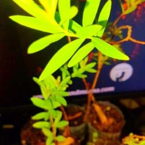 Sun Opener/Sinicuichi  Heimia salicifolia Live Plants and Seeds Organic Homegrow
