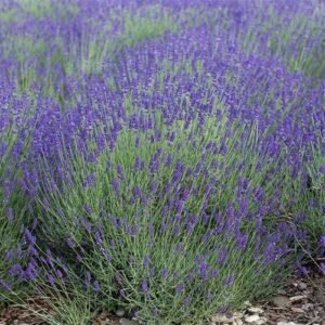 TRUE LAVENDER Seeds PERENNIAL Medicinal Fragrant Heirloom Non-GMO 500 Seeds!